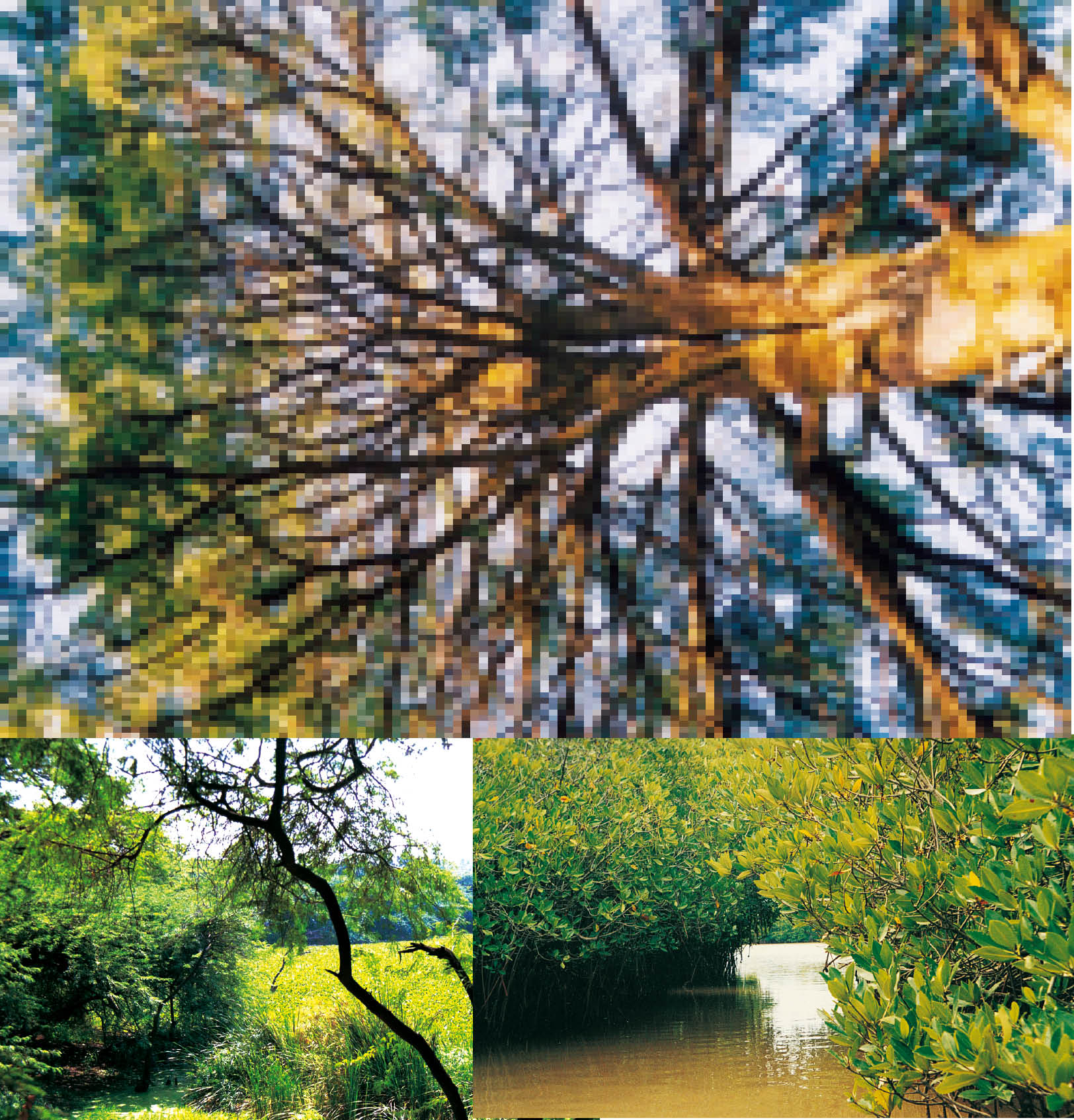 Tree Cover in India: Present Scenario